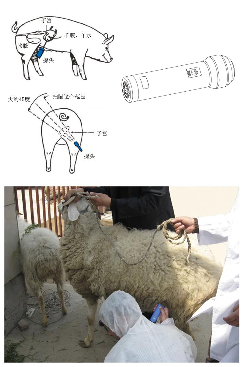 Sheep pregnancy scanning equipment